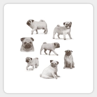 Pug Collection Sticker